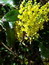 Mahonia aquifolium, Mahonie, Färbepflanze, Färberpflanze, Pflanzenfarben,  färben, Klostergarten Seligenstadt